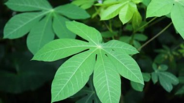 Canlı yeşil kasava yapraklarını doğal ışıkta kapayarak sağlıklı büyüme ve doku gösterirler..