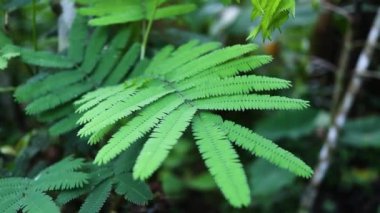 Orman ortamındaki taze yeşil eğreltiotu yapraklarının detaylı görüntüsü, doğal yeşilliği ve yaşamı temsil ediyor..