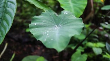 Büyük bir tropikal yaprağın üzerindeki yağmur damlalarını kapatın, tazeliği ve doğal, sakin bir atmosferi vurgulayın..