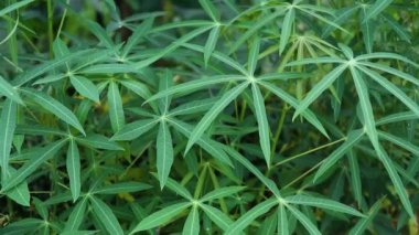 Yeşil bir kasava bitkisinin geniş görüşü, yemyeşil büyüme ve tarım ortamını gösteriyor..