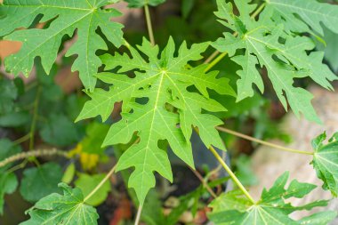 Canlı yeşil papaya yaprağına yakın, doğal ortamdaki damarları ve dokuları gösteriyor..