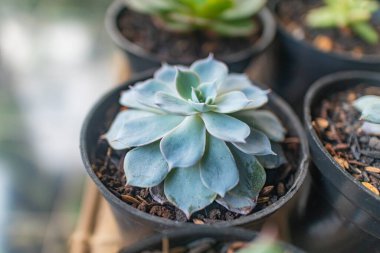 Tek sulu bitki, siyah bir tencereye yakın çekim yapar, yumuşak yeşil tonlara ve yaprak dokularına dikkat çeker..