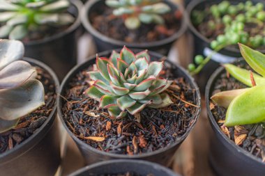 Doğal ışık ile siyah tencerelerde sıralanmış çeşitli sulu türler, benzersiz dokular göstermektedir..