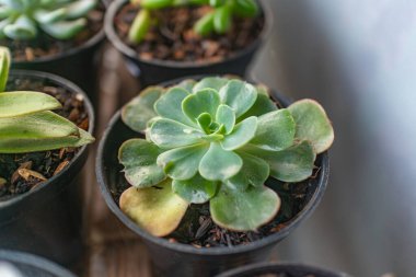 Yumuşak, yumuşak, sulu yaprakları siyah bir tencerede tutarak, dokuyu ve doğal güzelliği yakalıyor..