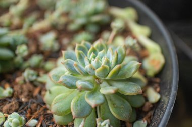 Rosette şeklinde yaprakları olan sulu bir kapağı kapatın. Botanik ve kapalı mekan dekorları için ideal..