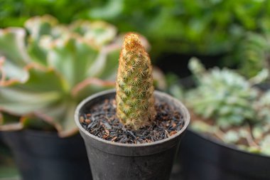 Uzun bir kaktüsü siyah bir tencerede kapatıyoruz. Bahçıvanlık ve minimalist dekorasyon için ideal..