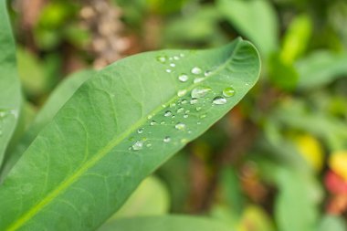 Yeşil bir yaprağın üzerindeki taze çiğ damlalarını kapatın, doğa ve tazelik temaları için idealdir..