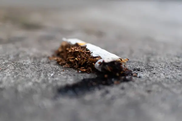 Broken cigarette butt with tobacco scattered on the ground, highlighting litter and pollution issues.