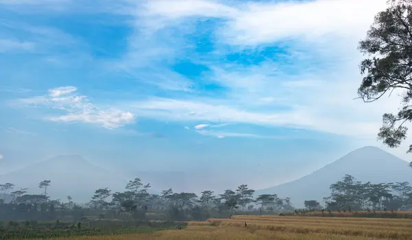 Önünde yemyeşil pirinç tarlaları olan puslu dağ, sabah ışığı altında sakin bir kırsal bölge.