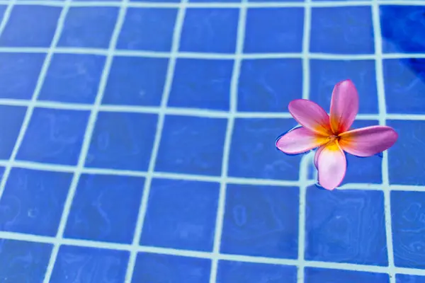 Tek pembe tesisatçılık çiçeği mavi seramikli, suyun üzerinde yavaşça süzülür..