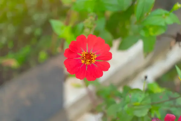 Arkaplanda yeşil yapraklarla açan parlak kırmızı çiçek, çiçek ve doğa temaları için ideal..