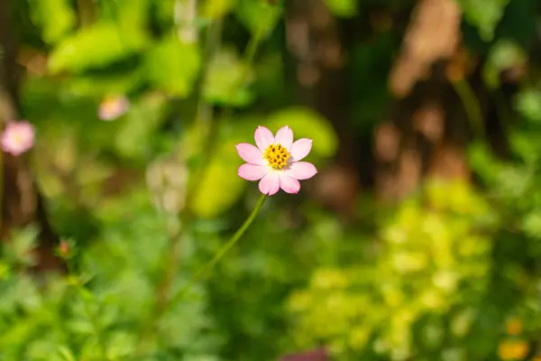Doğal güneş ışığında narin pembe kır çiçekleri, basitliği ve vahşi çiçeklerin güzelliğini vurguluyor..