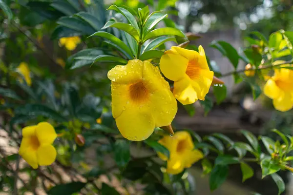 Yeşil yapraklarla çevrili canlı sarı çiçek kümeleri..