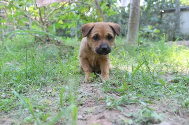 Doğada oturan sevimli köpek yavrusu.