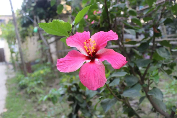 stock image Blooming red flower of China rose, rose of Sharon, hardy hibiscus, rose mallow, Chinese hibiscus, Hawaiian hibiscus or shoeblackplant. It is native to warm temperate, subtropical and tropical regions.