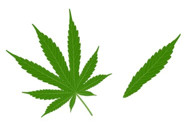 Esrar yaprağı ve marihuana. kenevir yaprakları, izole.