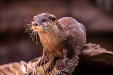 This delightful photo captures an adorable Otter posing for a portrait on a rocky shoreline. The Otter is sitting upright on its hind legs, with its front paws crossed in front of it. Its whiskers are twitching, and its eyes are bright and curious. clipart