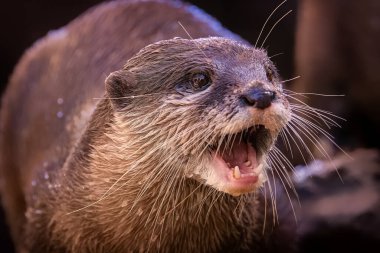 Bu enfes fotoğraf kayalık bir sahil şeridinde portre için poz veren sevimli bir Susamuru yakalıyor. Susamuru, ön pençeleri önünde çaprazlanmış olarak arka ayaklarının üzerinde dikiliyor. Bıyıkları seğiriyor, gözleri parlak ve meraklı.