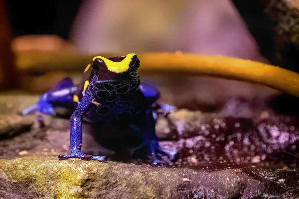 stock image This striking photo captures a Poison Dart Frog perched on a rock. Its vibrant colors warn predators of its toxicity. Perfect for rainforest and wildlife content.