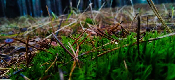 Moss Leben Von Allem Peole — Stockfoto