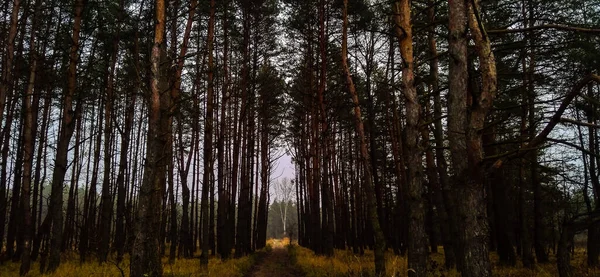 Лес Украина Любовь — стоковое фото