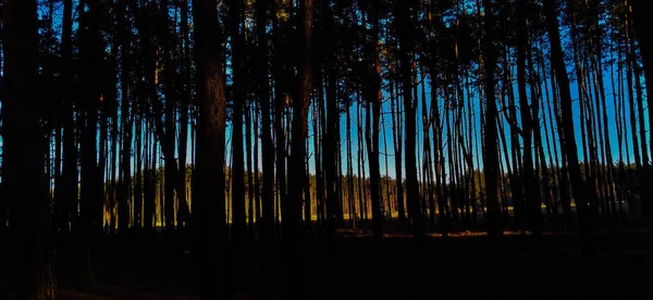 Абстрактный Фон Деревьями Листьями — стоковое фото