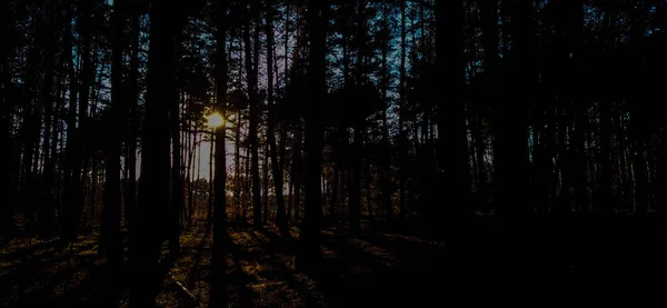 Прекрасный Ночной Вид Лес — стоковое фото