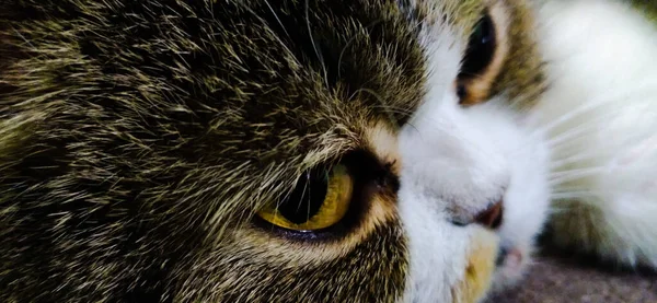 Gato Com Grande Olhos — Fotografia de Stock