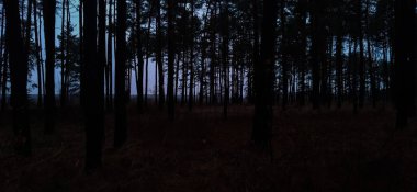 Ormanın güzel manzarası