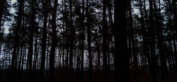 Лес Утром Лесу — стоковое фото