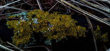 Ağaç dalında garip bir yosun