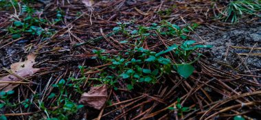 Ukrayna 'nın otları