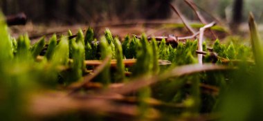 Kamera sadece güzelliği değil, aynı zamanda büyüleyiciliği de yansıtır.