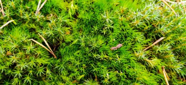 Ukrayna Moss 'u - Ukrayna' nın doğası