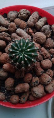 my lovery green color