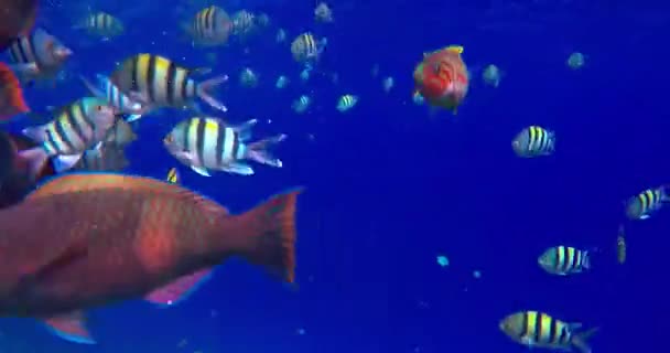 Mısır Kızıl Denizde Mercan Kayalıkları Olan Egzotik Renkli Balık Sürüsü — Stok video