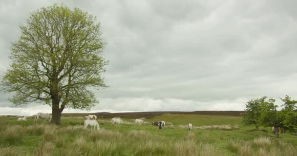 Herd Horses Wilde Wales Ambiente Natural Bits Com Qualidade Bruta — Vídeo de Stock