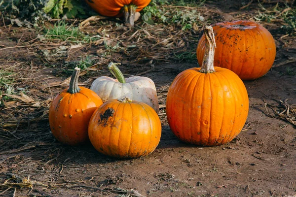 Pumpkin Harvest Halloween Time — Foto de Stock