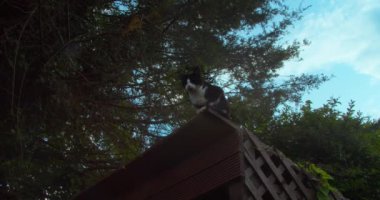 Çatıdaki kedi.