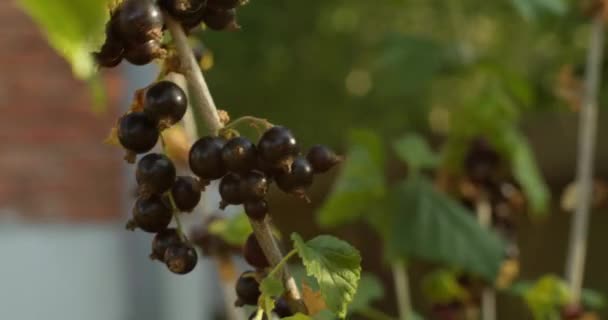 Černé Rybíz Ovoce Keři Zahradě Close 12Bit Záběry — Stock video