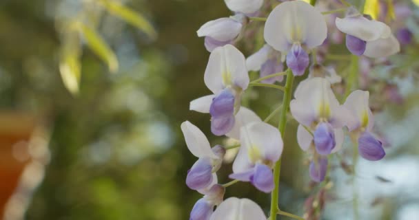 Wisteria Sinensis Prolífica Flores Azuis Panorama Vertical 12Bit Footage — Vídeo de Stock