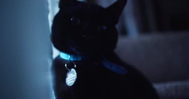 Kara kedi ağzını sonuna kadar açarak dişlerini gösterir ve patisini izleyiciye doğru uzatır: