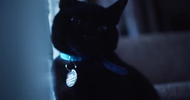 Kara Kedi Ağzını Sonuna Kadar Açarak Dişlerini Gösterir Patisini Izleyiciye — Stok video