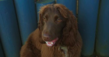 8 aylık kahverengi cocker spaniel ev bahçesinde ağzında bir şey ısırıyor.