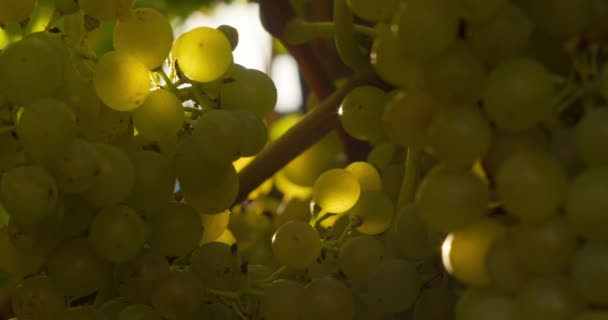 Owoce Dojrzałych Winogron Winorośli — Wideo stockowe