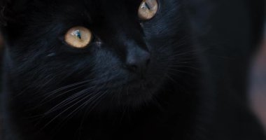 Tamamıyla siyah bir kedinin, süper yakın çekim ve yavaş çekim modunda güzel altın gözleri vardır. Kedi ani çevreyi gözlemler ve bir süre sonra gözlerini gevşetir.