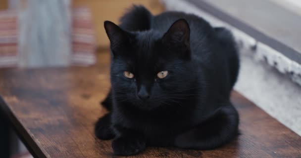 Schwarzes Kätzchen Mit Glasigen Gelben Augen Liegt Voll Konzentriert Auf — Stockvideo