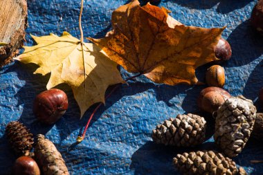 Düşmüş Yapraklar, Kestaneler ve Koniler