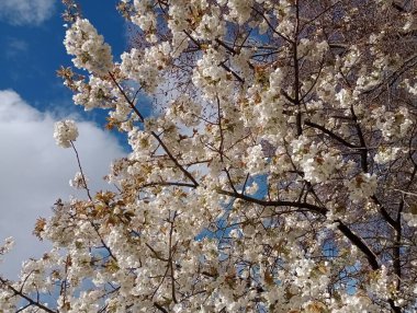 Çiçek açan ağaçların beyaz çiçekleri, baharın müjdecileri
