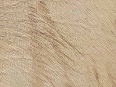 Cream-Colored Mammal Fur Texture clipart